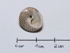 Steromphala cineraria