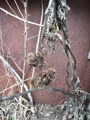 Arctium × nothum