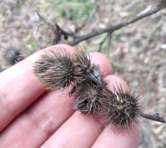 Arctium × nothum