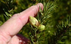 Cliffortia strobilifera