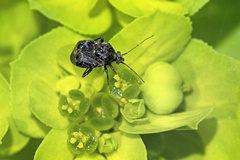 Charagochilus gyllenhalii
