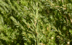 Cliffortia strobilifera