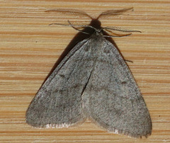 Digrammia muscariata