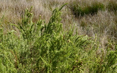 Cliffortia strobilifera