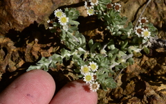 Gnaphalium declinatum