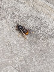 Vespa velutina