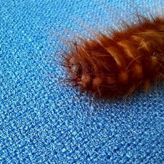 Tetralobus flabellicornis