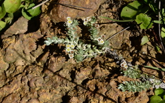 Gnaphalium declinatum
