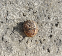 Cornu aspersum