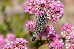 Apiocera longitudinalis