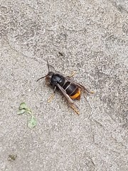 Vespa velutina