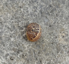 Cornu aspersum