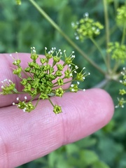 Lomatium californicum