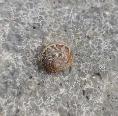 Cornu aspersum