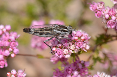 Apiocera longitudinalis
