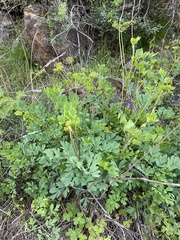 Lomatium californicum