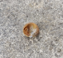 Cornu aspersum