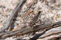 Apiocera longitudinalis