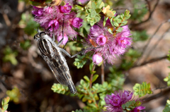 Apiocera longitudinalis