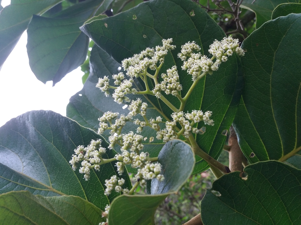 Cordia cymosa