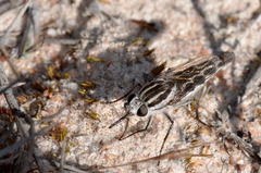 Apiocera longitudinalis