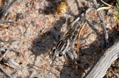 Apiocera longitudinalis