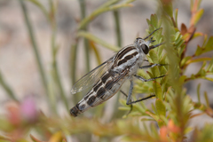 Apiocera longitudinalis