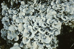Cora pavonia