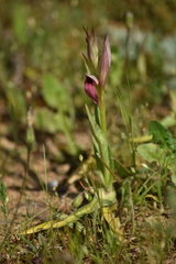 Serapias strictiflora