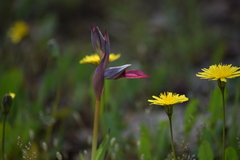 Serapias strictiflora