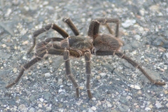 Grammostola inermis