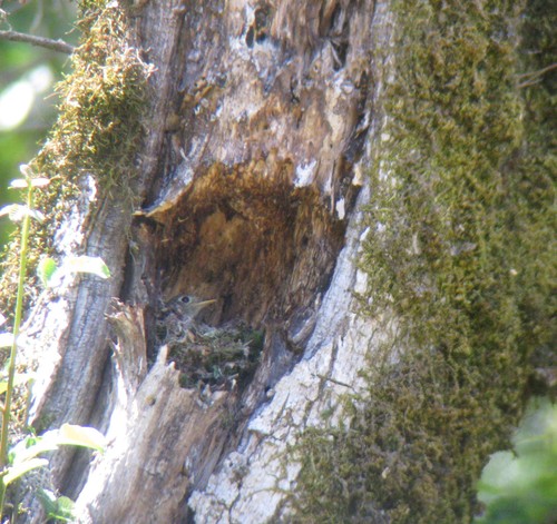 Empidonax difficilis