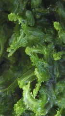 Metzgeria consanguinea