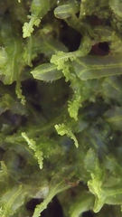 Metzgeria consanguinea