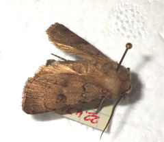 Agrotis cinerea