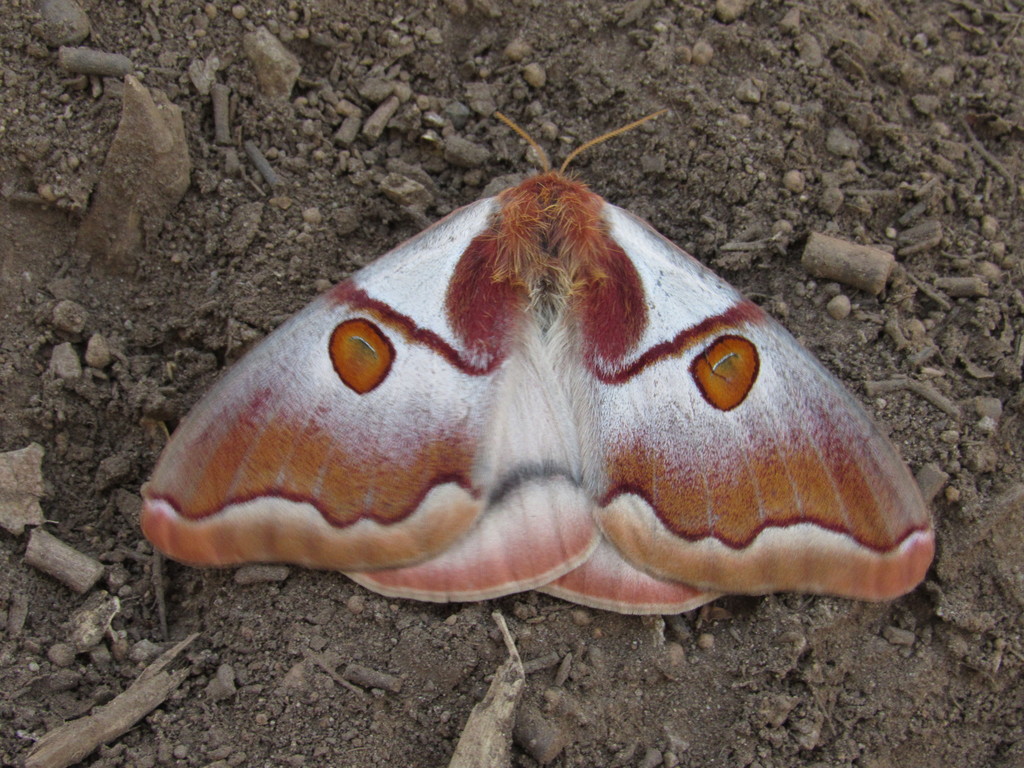 Polythysana apollina