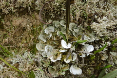 Cora pavonia