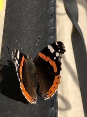 Vanessa atalanta