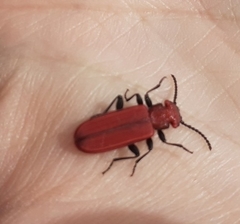 Cucujus cinnaberinus