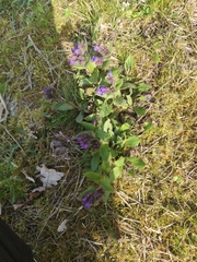 Pulmonaria mollis