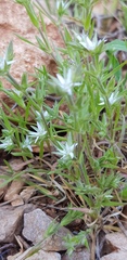 Minuartia decipiens