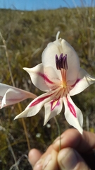 Gladiolus engysiphon