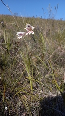 Gladiolus engysiphon