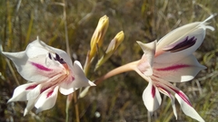 Gladiolus engysiphon