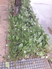 Jaborosa integrifolia
