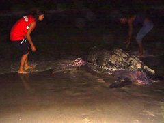 Dermochelys coriacea