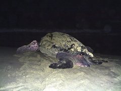 Dermochelys coriacea