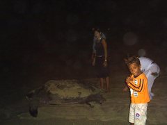 Dermochelys coriacea