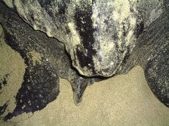 Dermochelys coriacea