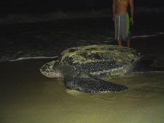 Dermochelys coriacea